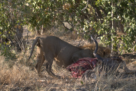 Lion eating a buffalo carcass in Kruger National Park, South Africa ; Species Panthera leo family of Felidaeの写真素材
