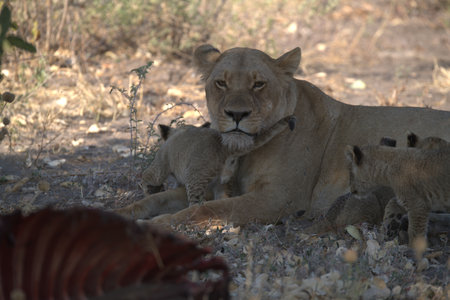 Lioness with cubs in Kruger Park, South Africa