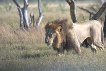 Male lion in the savannah of the Masai Mara National Park in Kenya