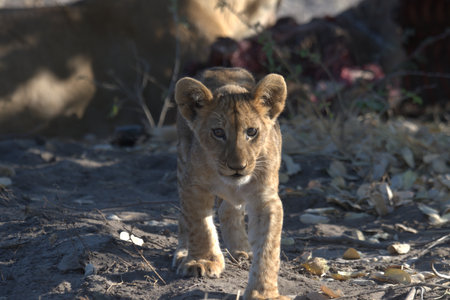 Lion cub walking in Kruger National Park, South Africa ; Species Panthera leo family of Felidaeの写真素材