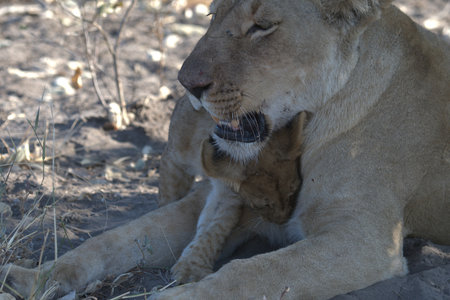 Lioness in the Etosha National Park, Namibiaの写真素材