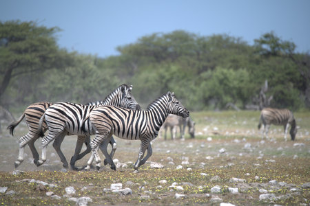 Zebras in Chobe National Park, Botswana, Africaの写真素材
