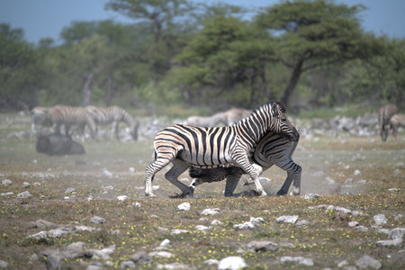 Zebras in the Etosha National Park, Namibiaの写真素材