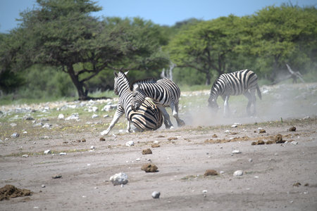 Zebras in Chobe National Park, Botswana, Africaの写真素材