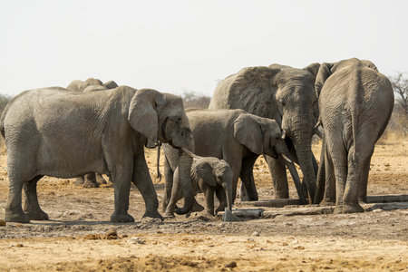 Elephants in Chobe National Park, Botswana, Africaの写真素材