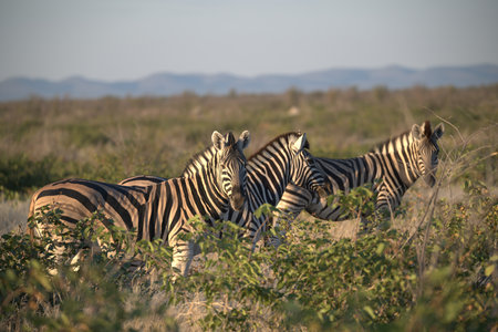 Zebras in Chobe National Park, Botswana, Africaの写真素材