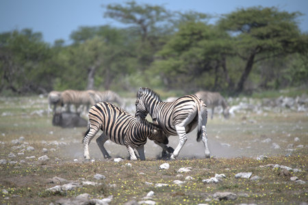 Zebras in the Etosha National Park, Namibiaの写真素材
