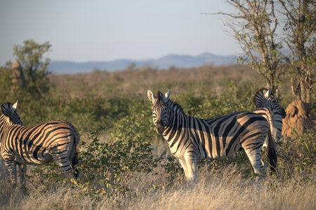 Plains zebra in the Okavango Delta - Moremi National Park in Botswanaの写真素材