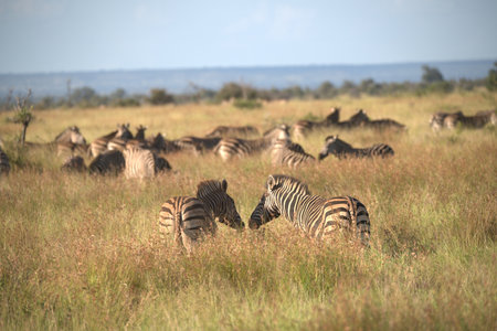 Zebras in Serengeti National Park in Tanzaniaの写真素材