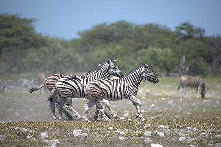 Zebras in the Etosha National Park in Namibiaの写真素材