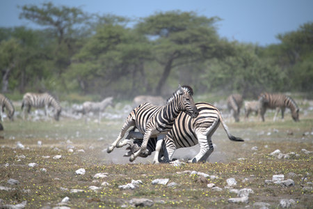 Plains zebra (Equus quagga burchellii) in Etosha National Park, Namibiaの写真素材