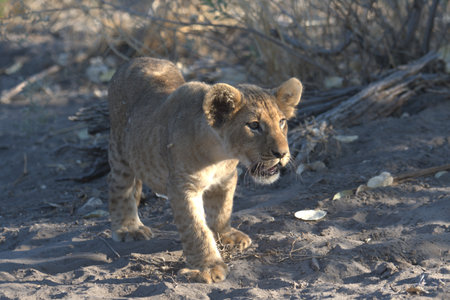 Lion cub walking in the sand in the Etosha National Park, Namibia.の写真素材