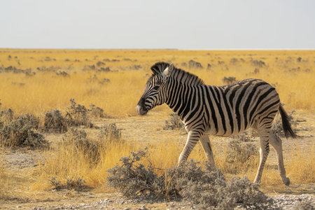 Zebra in Etosha National Park, Namibia, Africaの写真素材