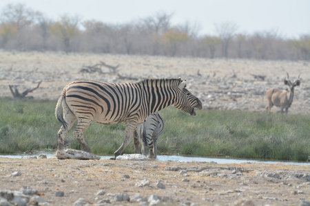 Zebra at a waterhole in Etosha National Park, Namibiaの写真素材