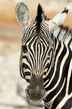 Portrait of a zebra (Equus quagga)