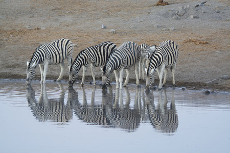 Herd of zebras drinking at waterhole, Etosha National Park, Namibiaの写真素材