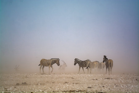 Herd of zebras in the savannah in Namibiaの写真素材