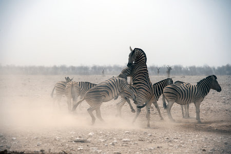Herd of zebras (Equus quagga burchellii) running in dustの写真素材