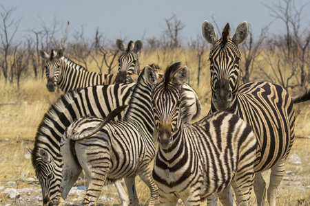 Zebras in the Etosha National Park, Namibiaの写真素材