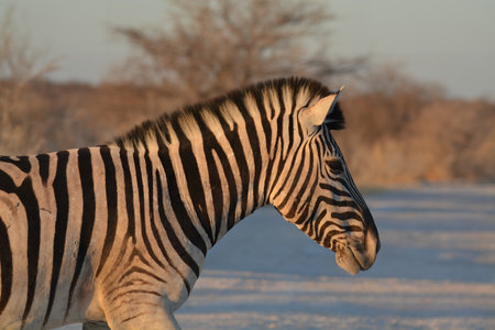 Plains Zebra (Equus quagga) in winterの写真素材