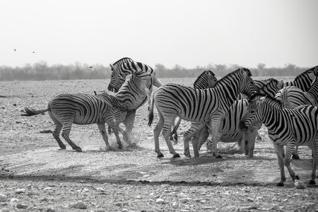Zebras in the Etosha National Park, Namibiaの写真素材