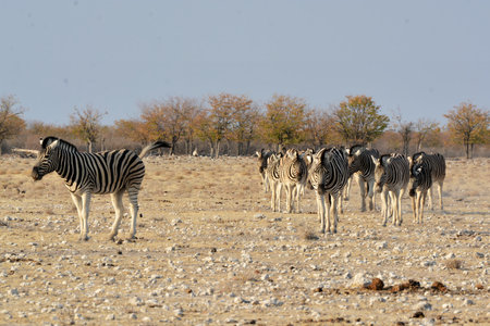 Plains zebra in Etosha National Park, Namibiaの写真素材