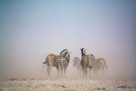Zebras in the savanna of Etosha National Park, Namibiaの写真素材