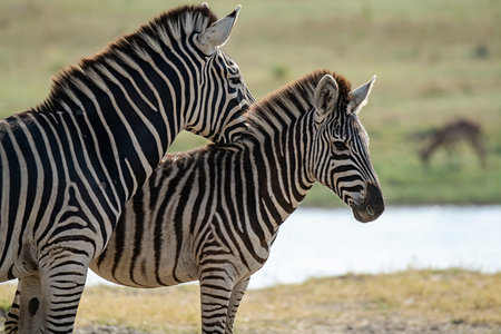 Zebras in Chobe National Park, Botswana, Africaの写真素材