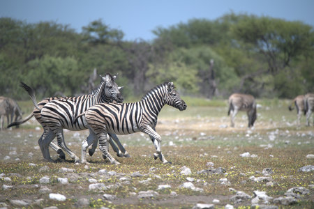 Zebras in the Etosha National Park in Namibiaの写真素材
