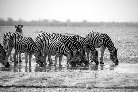 Group of zebras drinking at a waterhole in Etosha National Park, Namibiaの写真素材