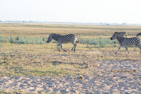 Zebras in Chobe National Park, Botswana, Africaの写真素材