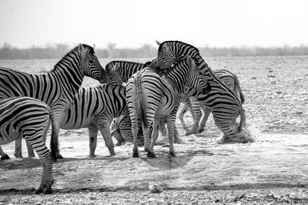 Zebras in the Etosha National Park, Namibiaの写真素材