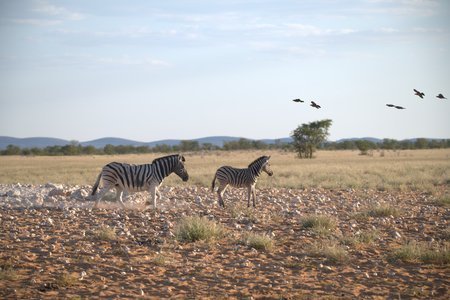 Zebras in the Okavango Deltaの写真素材