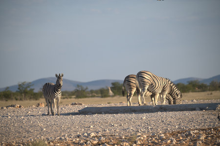 Zebras in the Etosha National Park, Namibiaの写真素材