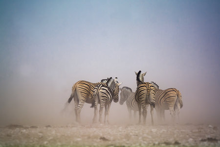 Group of zebras in the savanna of Etosha National Park, Namibiaの写真素材