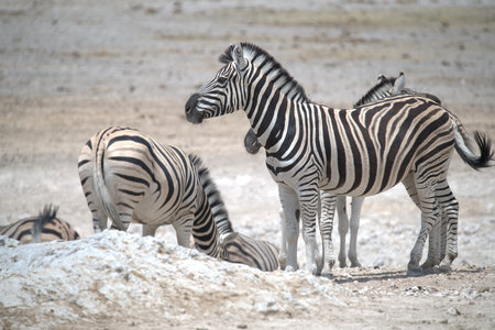 Zebras in the Etosha National Park, Namibiaの写真素材