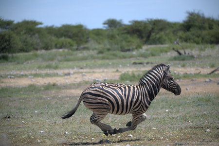 Burchell's Zebra (Equus quagga burchelli)の写真素材
