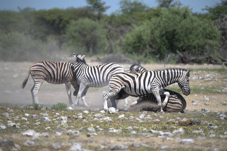 Zebras in the Chobe National Park, Botswana, Africaの写真素材