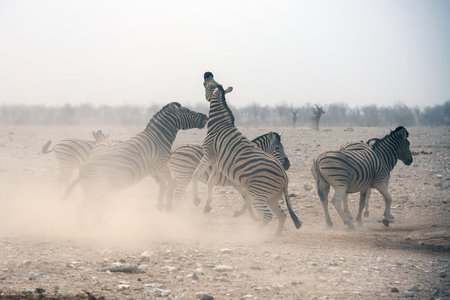 Burchell's zebras (Equus burchelli) running in the mist, Etosha National Park, Namibiaの写真素材