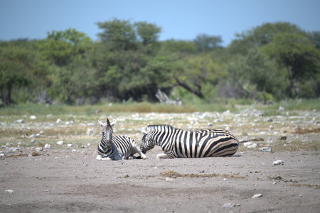 Zebras in Chobe National Park, Botswana, Africaの写真素材