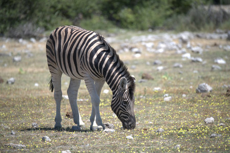 Zebra in the Etosha National Park, Namibia.の写真素材