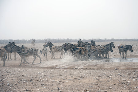 Herd of zebras in Etosha National Park, Namibiaの写真素材