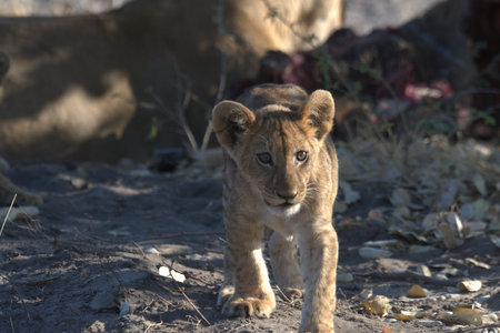 Lion cub in Kruger National Park, South Africa ; Species Panthera leo family of Felidaeの写真素材