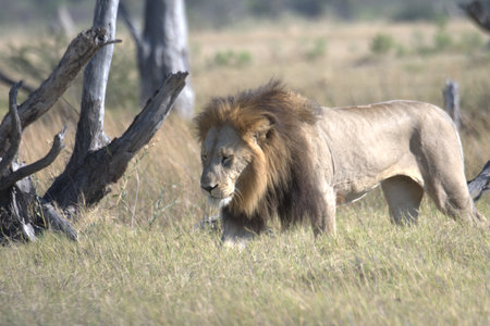 Male lion (Panthera leo) in Serengeti National Park, Tanzania