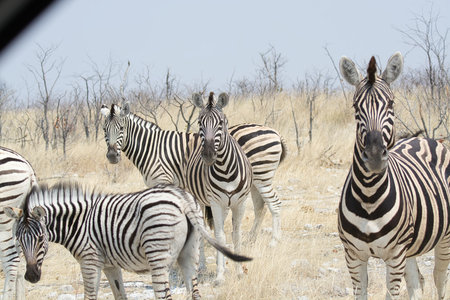 Zebras in the Etosha National Park, Namibiaの写真素材