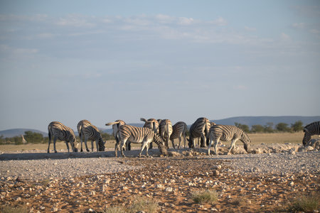 Herd of zebras in Etosha National Park, Namibiaの写真素材