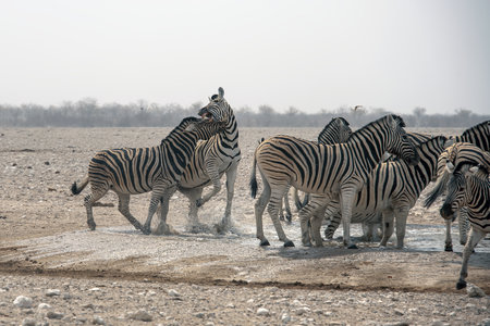 Burchell's zebras (Equus quagga burchelli) in Etosha National Park, Namibiaの写真素材