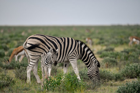 Plains zebra (Equus quagga) in the Etosha National Park, Namibiaの写真素材