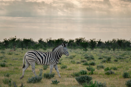 Plains zebra in the Okavango Delta - Moremi National Park in Botswanaの写真素材