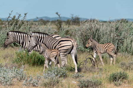 Plains Zebra - Equus quagga burchelliiの写真素材